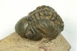 Lot - Bargain Trilobite Fossils From Morocco - Pieces #229642-4